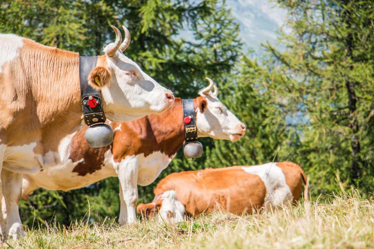 Chalet Heimetli Grächen Zewnętrze zdjęcie
